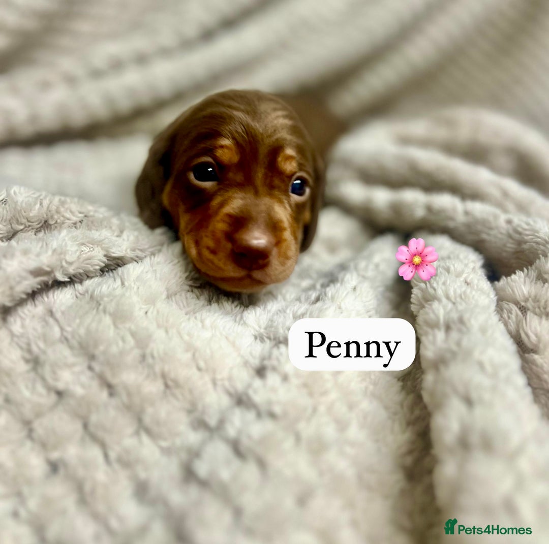 Miniature Dachshund dogs for sale: EXCEPTIONAL QUALITY MINIATURE DACHSHUND PUPPIES.  - Advert 3
