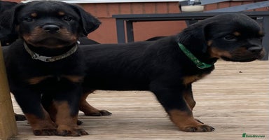 Rottweiler dogs - Advert 11