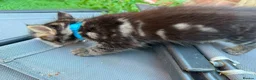 Bengal cats for sale: Bengal X Maine Coon Kittens - Advert 13