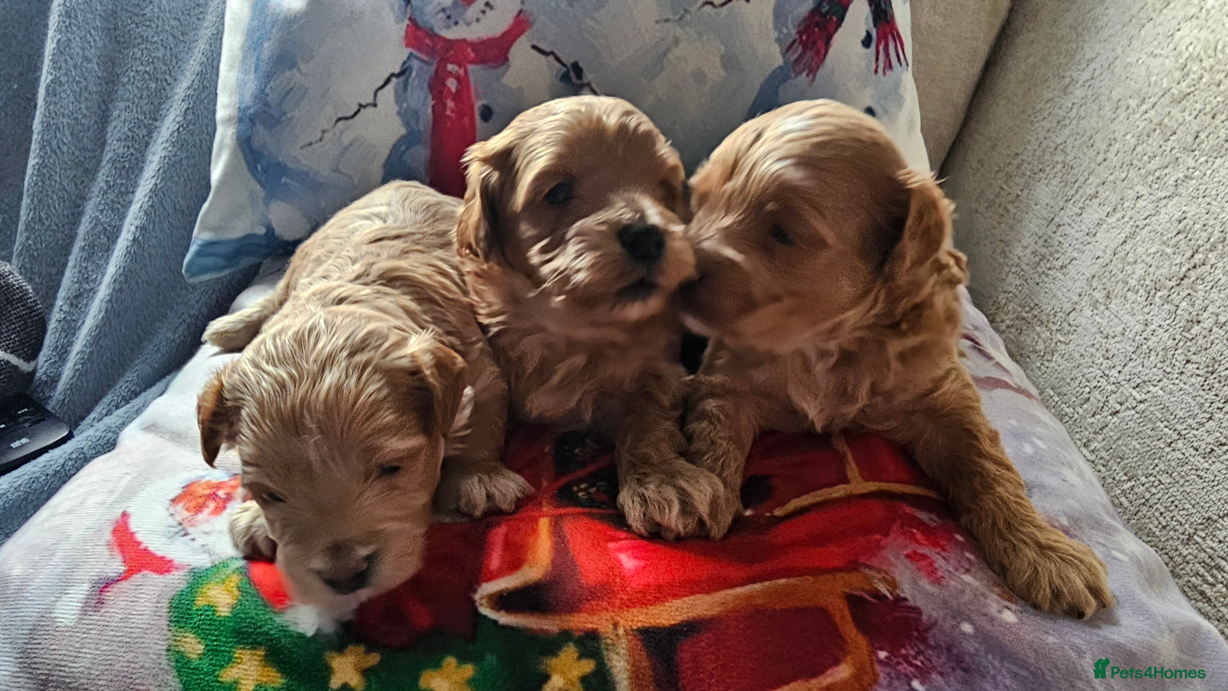 Maltipoo dogs Beautiful puppies  - Advert 1