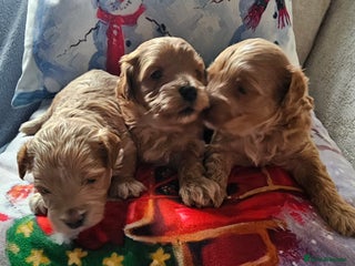 Maltipoo dogs Beautiful puppies - Advert 3