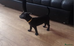 Patterdale Terrier dogs for sale:  READY NOW Patterdale pup for sale - Image 3