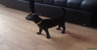 Patterdale Terrier dogs - Advert 9