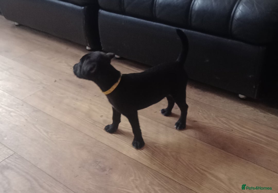 Patterdale Terrier dogs for sale:  READY NOW Patterdale pup for sale - Image 3
