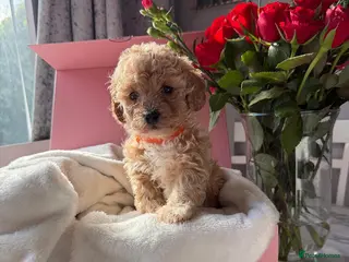 Poochon dogs Poochon puppies 🩷🩵🐩 - Advert 3