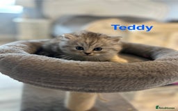 Persian cats for sale: **ALL SOLD** 5 Beautiful Persian Kittens in Doncaster - Image 2