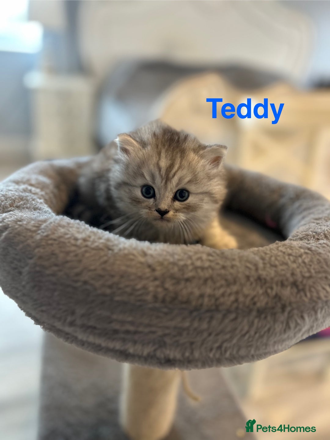 Persian cats for sale: **ALL SOLD** 5 Beautiful Persian Kittens in Doncaster - Image 2