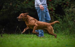 Labrador Retriever dogs for stud: Striking KC Fox Red Labrador Available for Stud  - Image 2