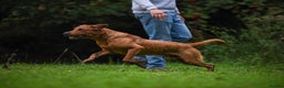 Labrador Retriever dogs for stud: Striking KC Fox Red Labrador Available for Stud  - Advert 2