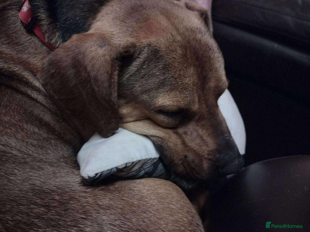 Mixed Breed dogs for adoption: Rescue boy Noodle is looking for his forever home - Advert 3