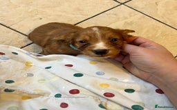 Cocker Spaniel dogs for sale: Stunning Red Working Cocker Spaniel Pups - Image 13