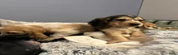 Cocker Spaniel dogs for sale: KC Reg Show Cocker - Advert 15