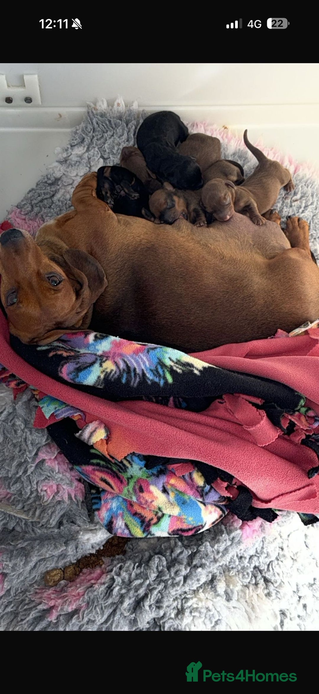 Miniature Dachshund dogs for sale: Miniature Dachshund Boys Ready Now  - Image 7