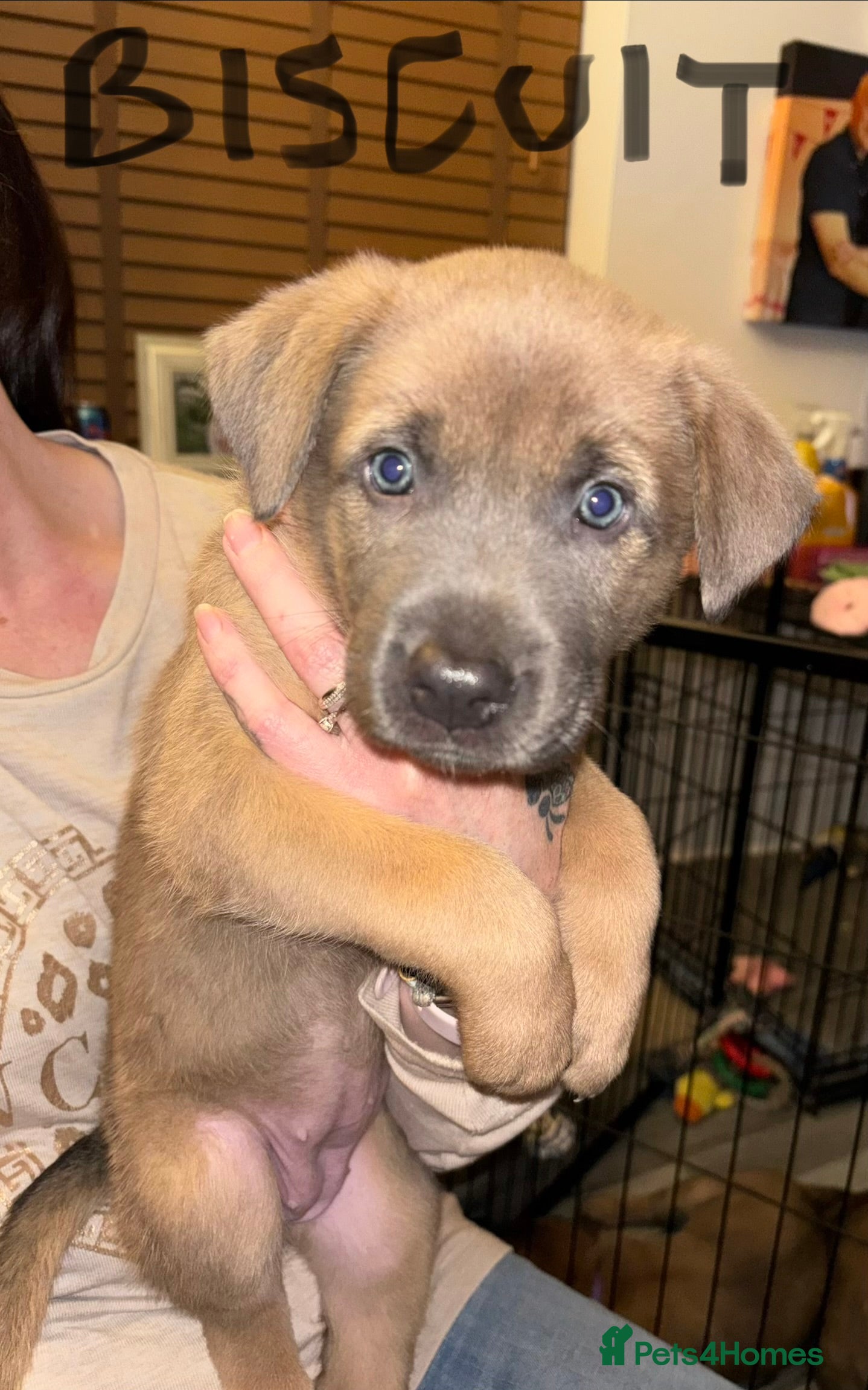 Belgian Shepherd Dog dogs Belgian Malinois cross puppies for sale.  - Advert 1