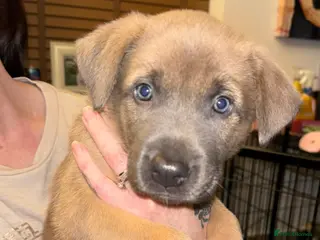 Belgian Shepherd Dog dogs Belgian Malinois cross puppies for sale. - Advert 1