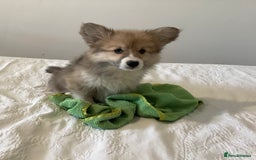 Welsh Corgi Pembroke dogs for sale: Welsh Pembroke Corgi Ready to leave 2 girls 1 boys - Advert 1