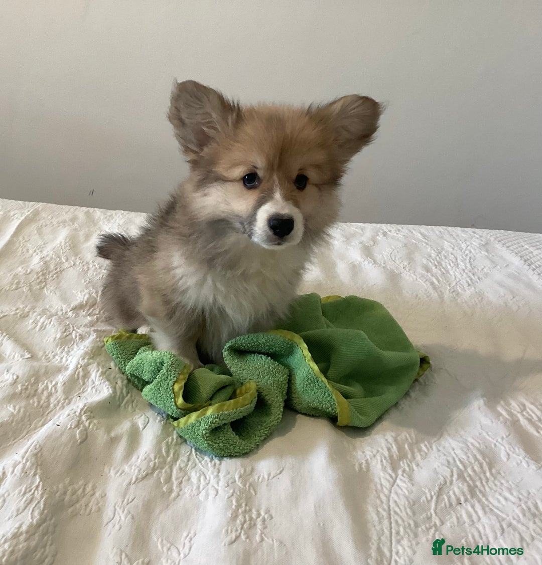 Welsh Corgi Pembroke dogs for sale: Welsh Pembroke Corgi Ready to leave 2 girls 1 boys - Advert 1