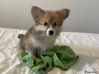 Welsh Corgi Pembroke dogs Welsh Pembroke Corgi Ready to leave 2 girls 1 boys - Advert 1