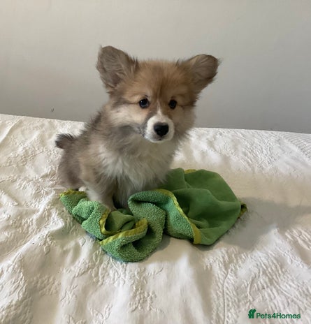 Welsh Corgi Pembroke dogs Welsh Pembroke Corgi Ready to leave 2 girls 1 boys - Advert 1