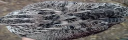 Quail poultry for sale: POL Coturnix Quail Hens  - Advert 9
