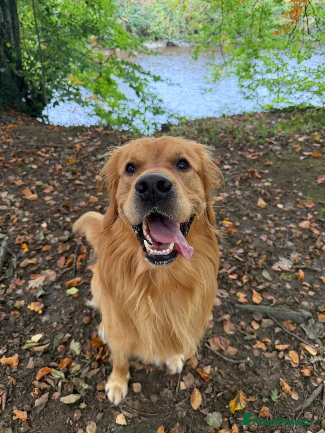 Golden Retriever dogs for stud: HANDSOME 3 YEAR OLD RED STUD - GOLDEN RETRIEVER  - Advert 2