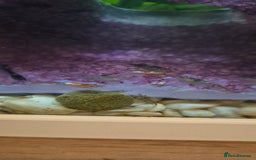 Shrimps fish for sale: Shrimp tank for sale  - Image 4