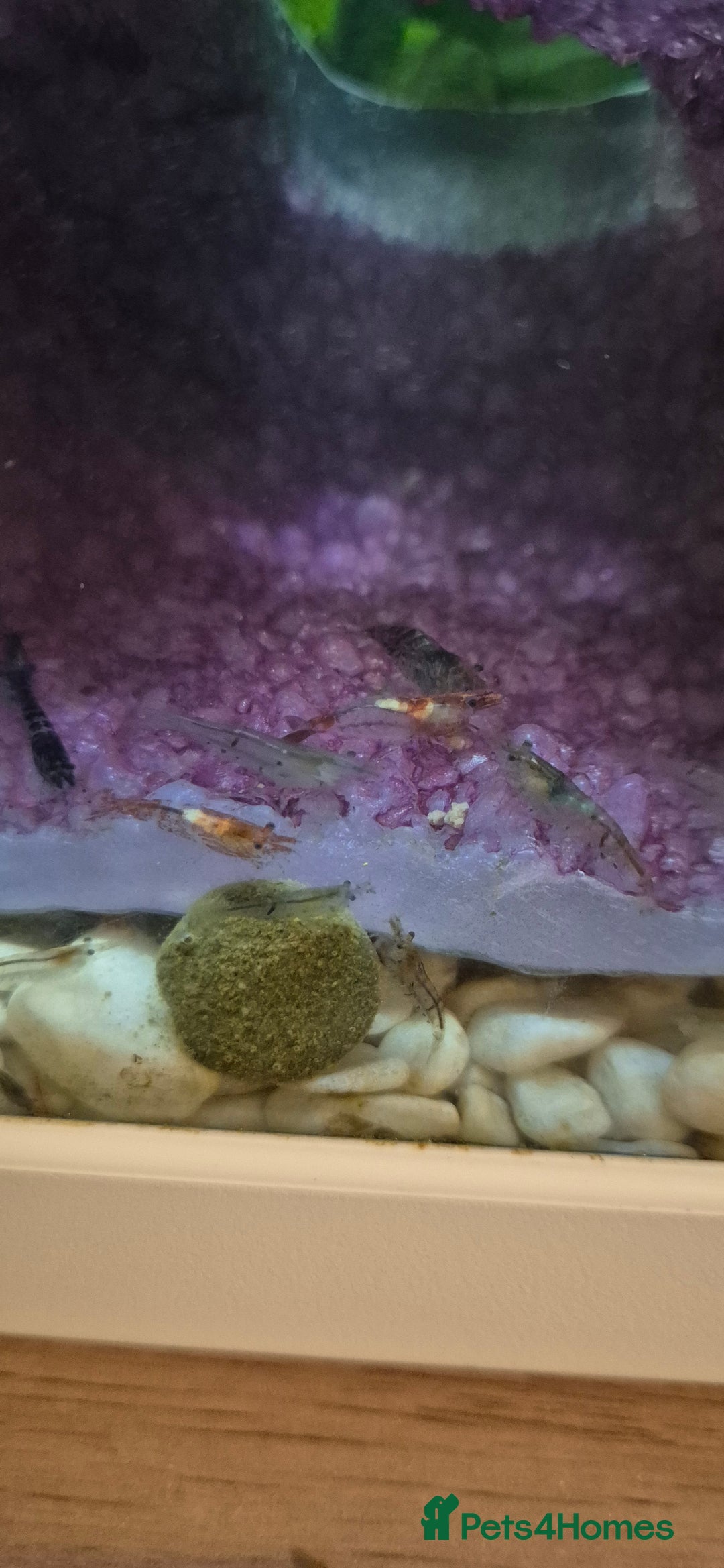 Shrimps fish for sale: Shrimp tank for sale  - Image 4