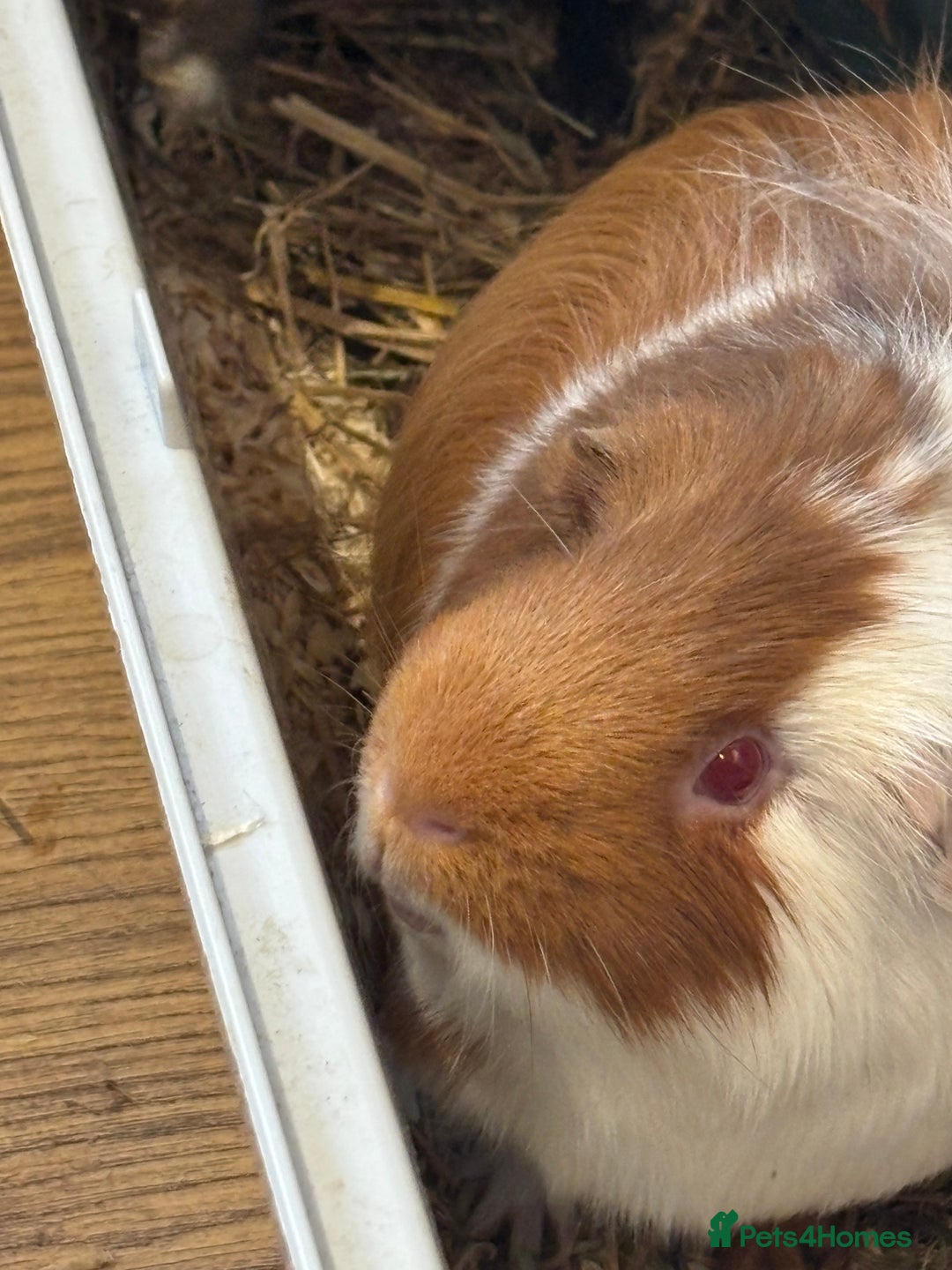 Guinea Pig rodents for sale: Guinea pigs - Advert 3