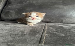 British Shorthair cats for sale: Kittens British shorthair mixed  - Image 22