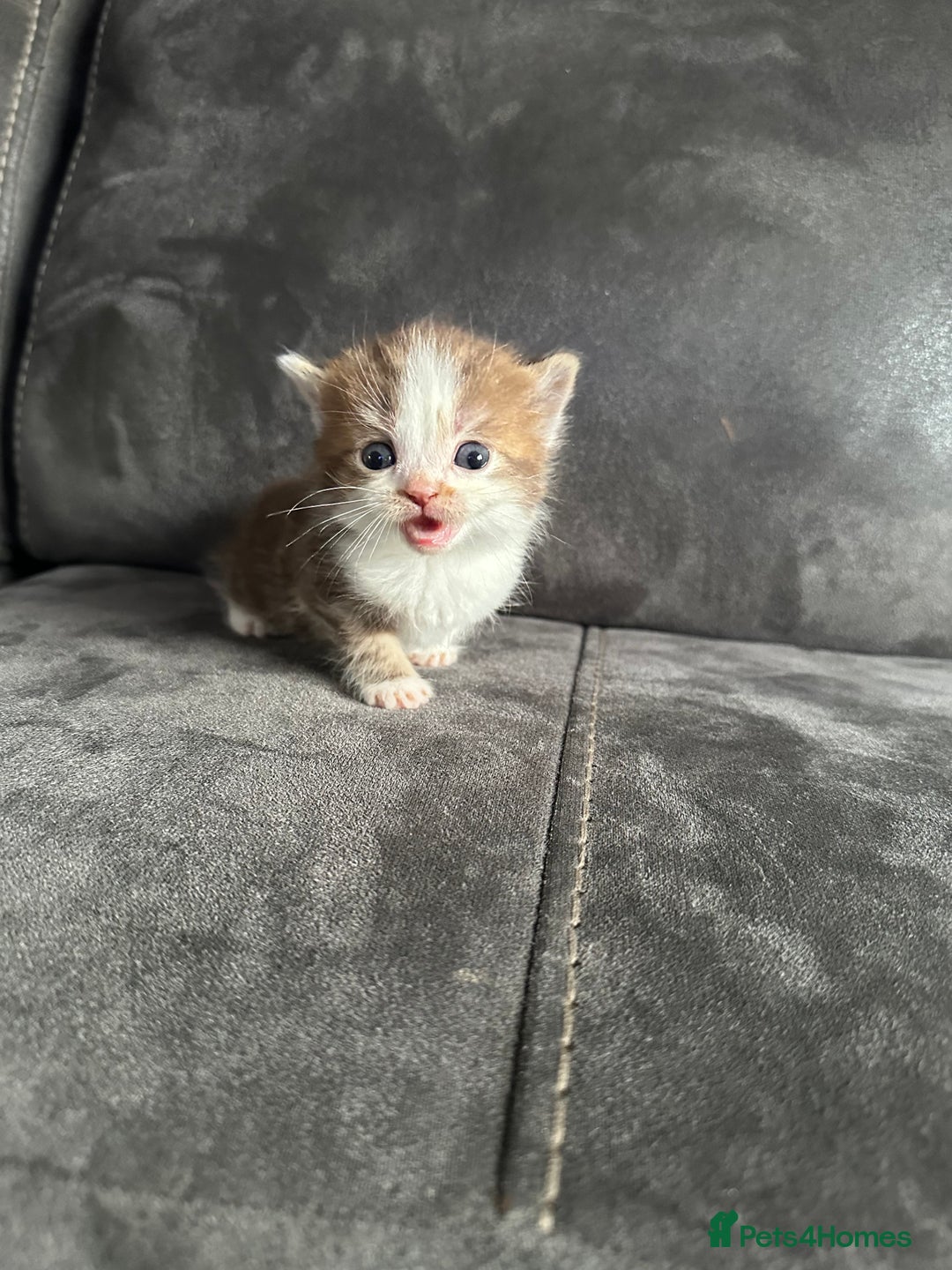 British Shorthair cats for sale: Kittens British shorthair mixed  - Image 22