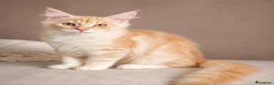 Ginger boy