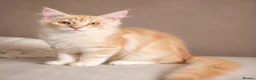 Maine Coon cats for sale: Stunning Maine Coon kittens ready for a new home. - Advert 9