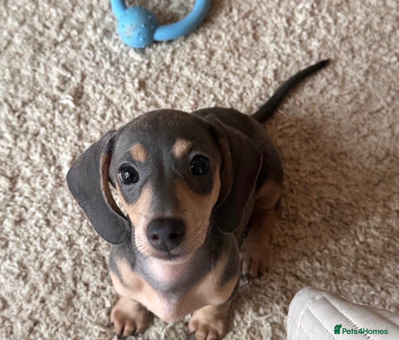 Miniature Dachshund dogs Reduced KC Dapple & Blue Miniature Dachshunds  - Advert 1