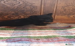Scottish Terrier dogs for sale: Kc registered scottish terrier pups  - Image 10