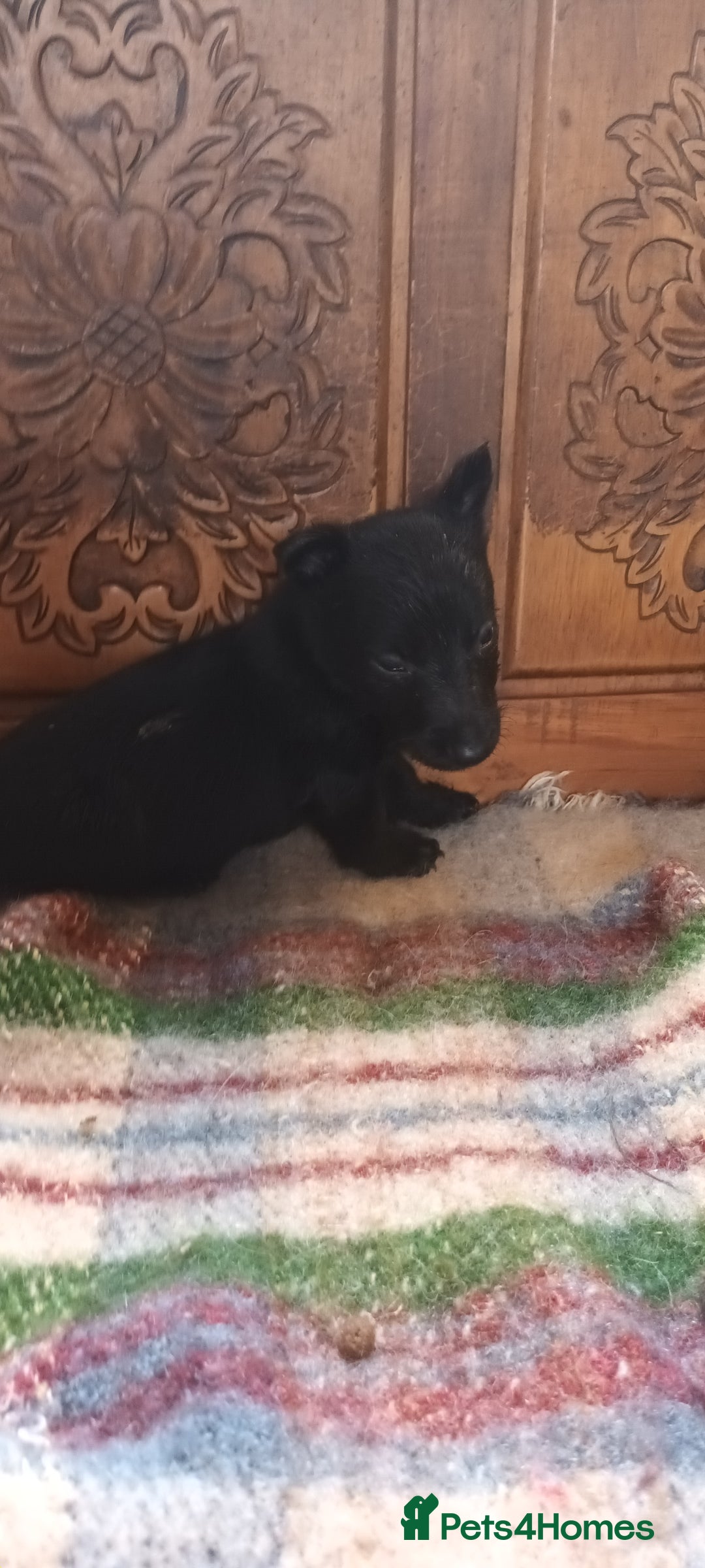 Scottish Terrier dogs for sale: Kc registered scottish terrier pups  - Image 10