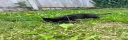 European cats for sale: Kittens  - Advert 2