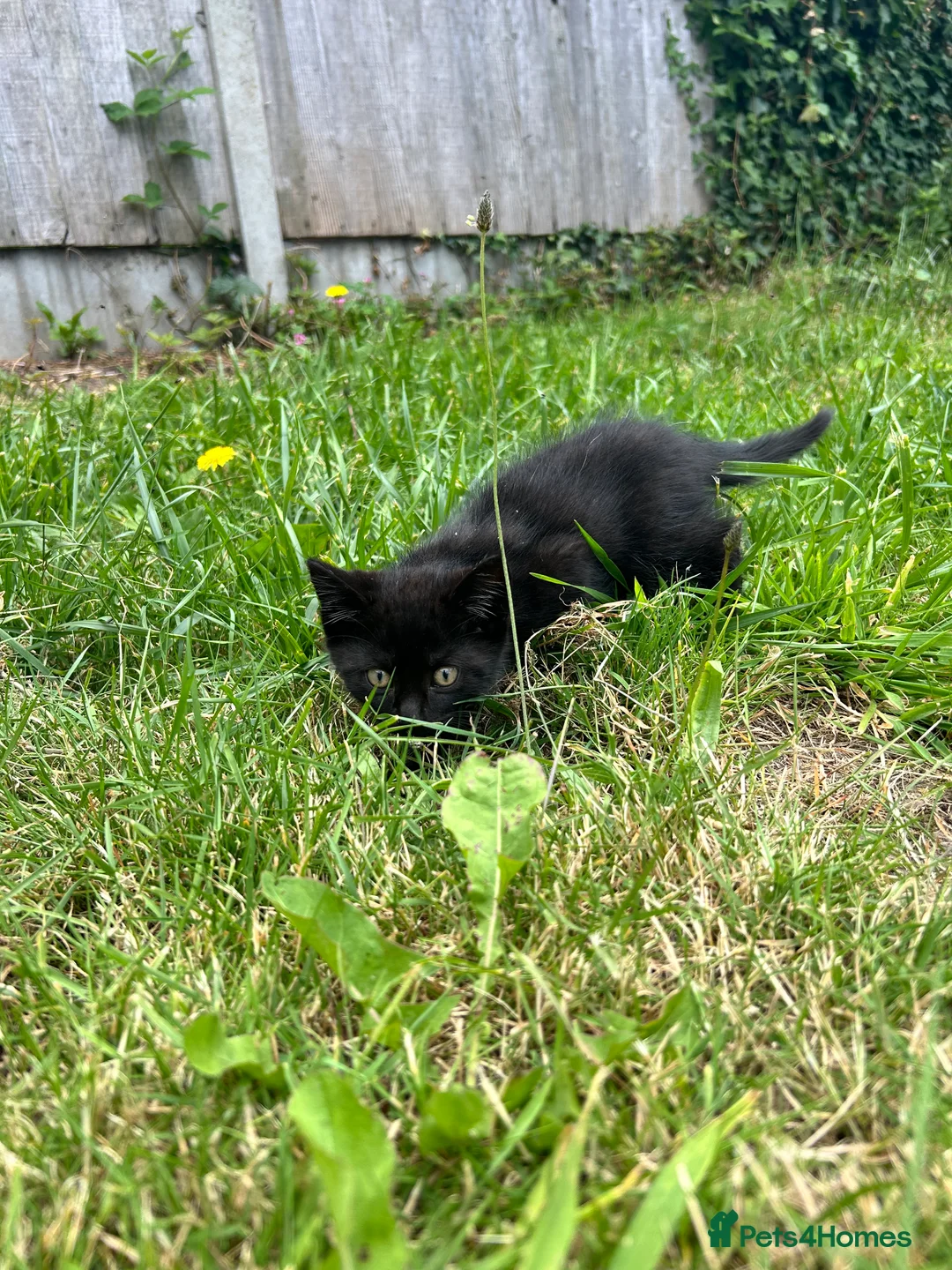 European cats for sale: Kittens  - Advert 2