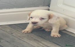 Cocker Spaniel dogs for sale: Champagne cocker spaniel pups  - Image 6