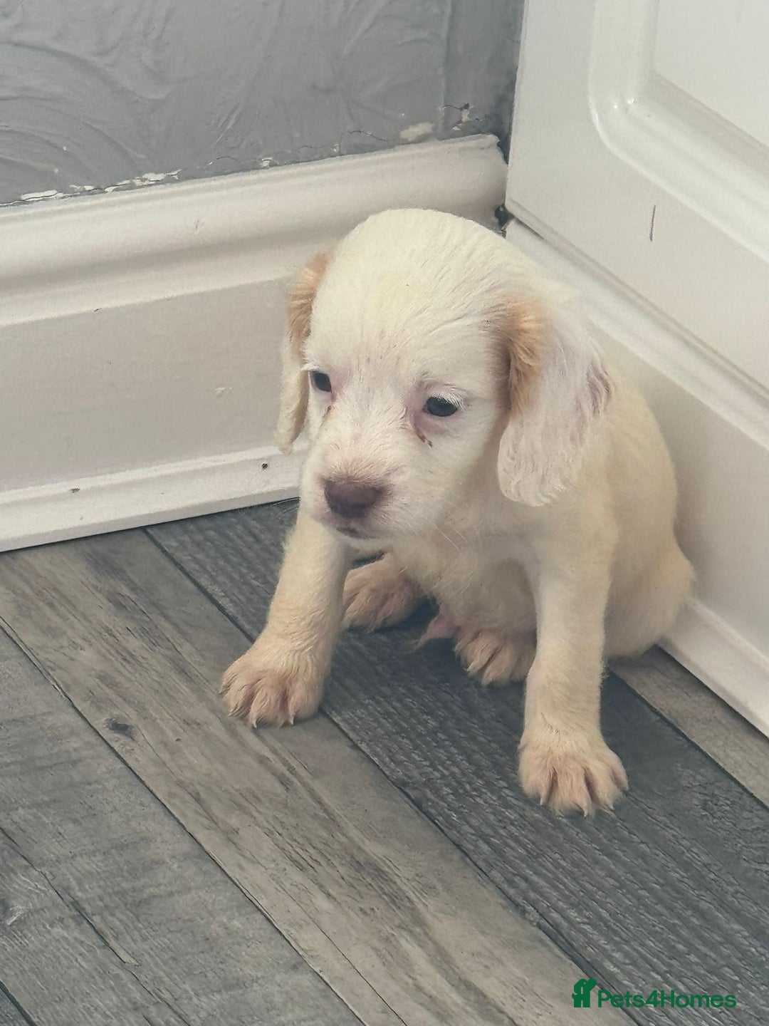 Cocker Spaniel dogs for sale: Champagne cocker spaniel pups  - Image 6