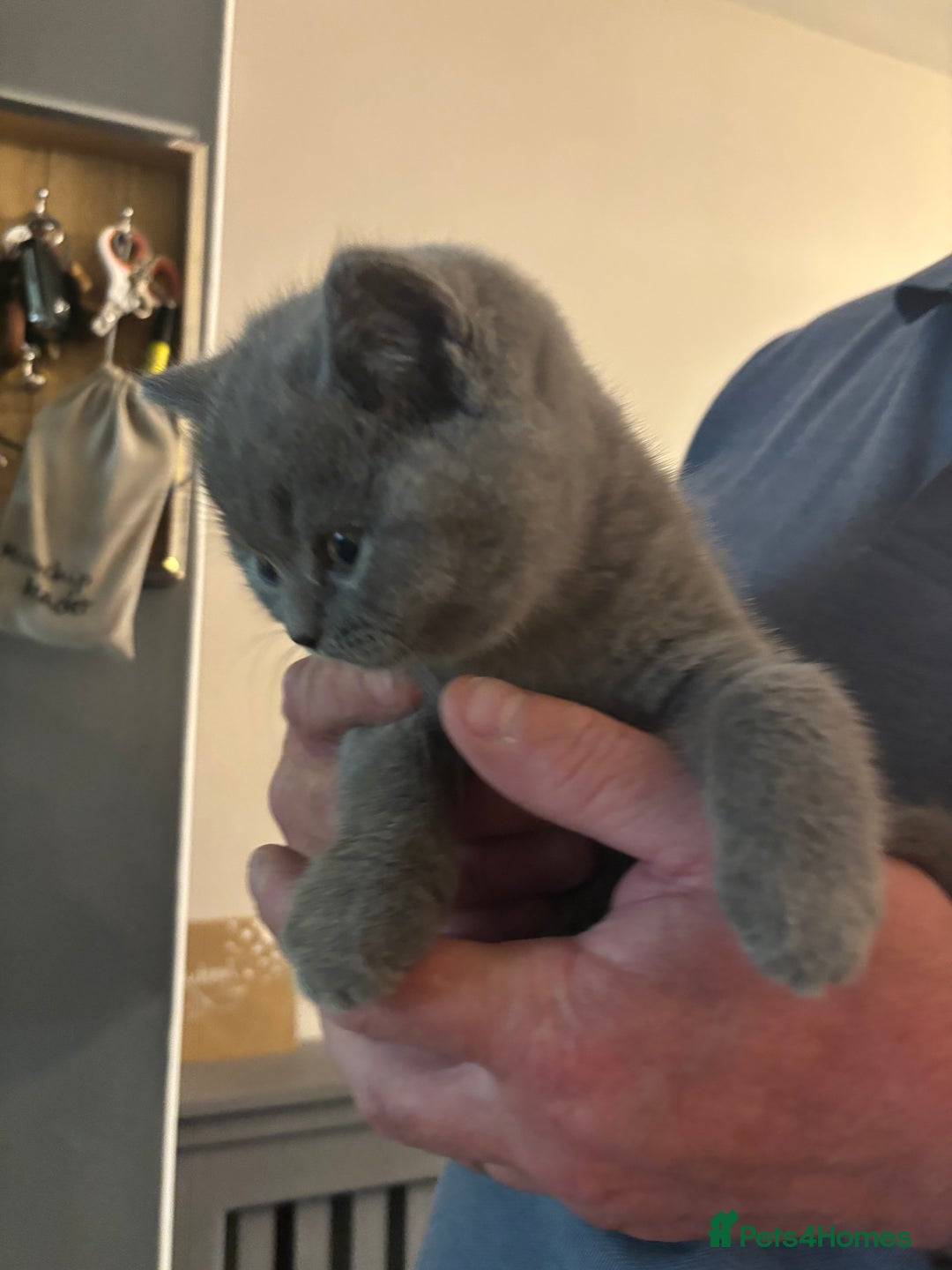 Brazilian Shorthair cats for sale: Stunning Gccf.BRITISH SHORTHAIR Blue creamgirl  - Image 10