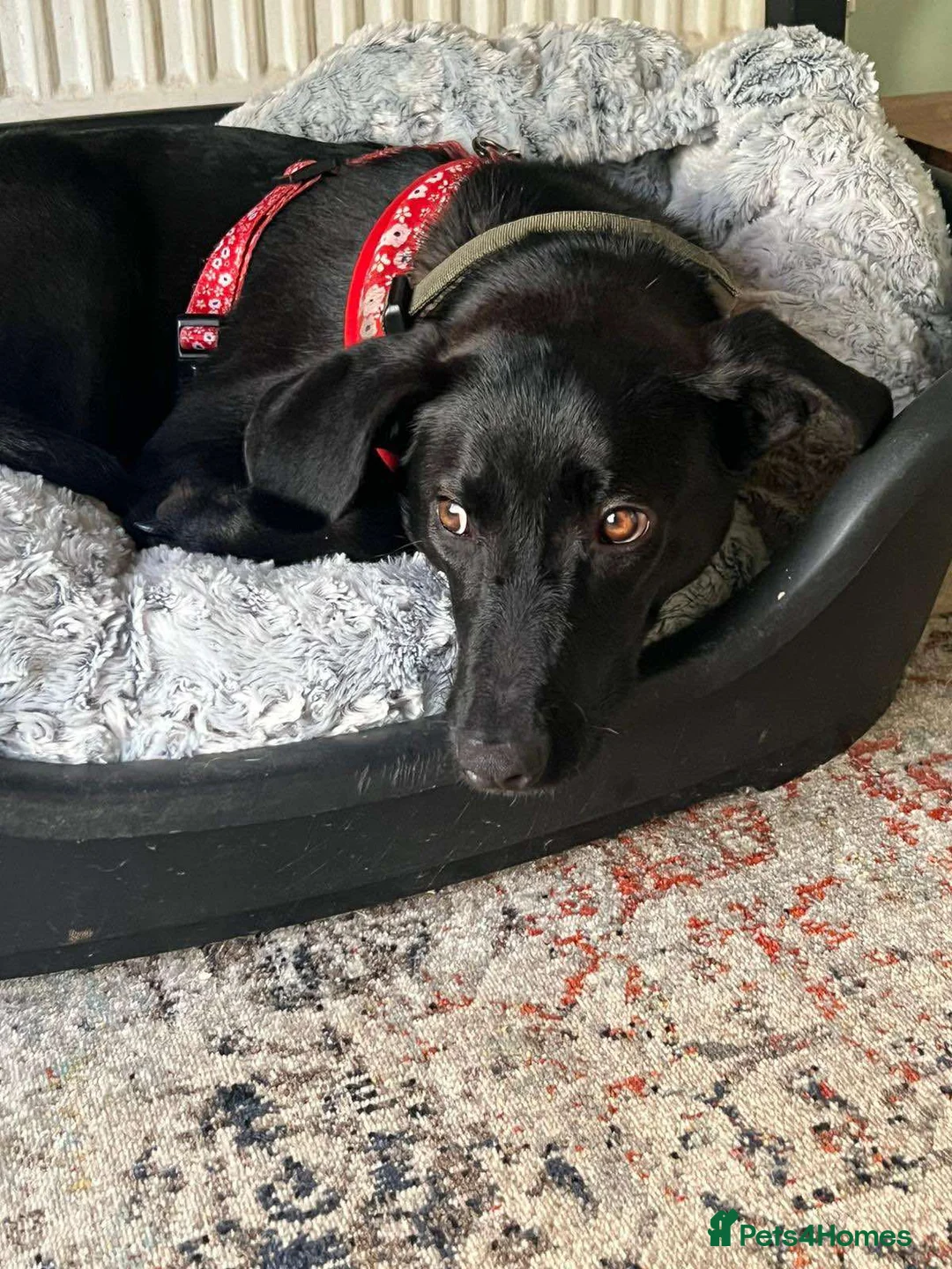 Mixed Breed dogs for adoption: ASH - 15 months,Med. playful/friendly/loves people - Advert 17