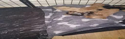 Cockapoo dogs for sale: 6 week old pups - Advert 13