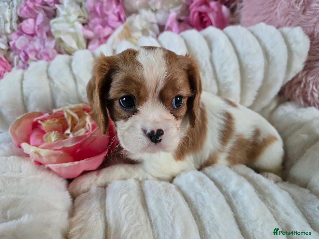 Cavalier King Charles Spaniel dogs for sale: Beautiful KC reg Cavalier King Charles Puppies  - Advert 28