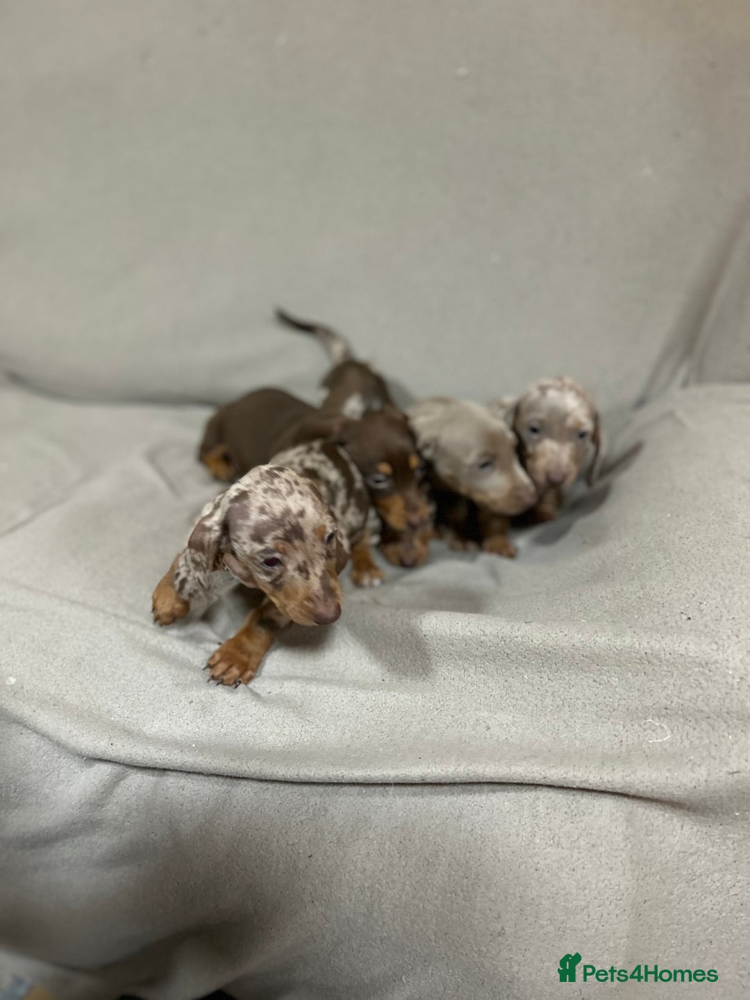 Miniature Dachshund dogs for sale: Stunning pure miniature dachshunds - Image 19