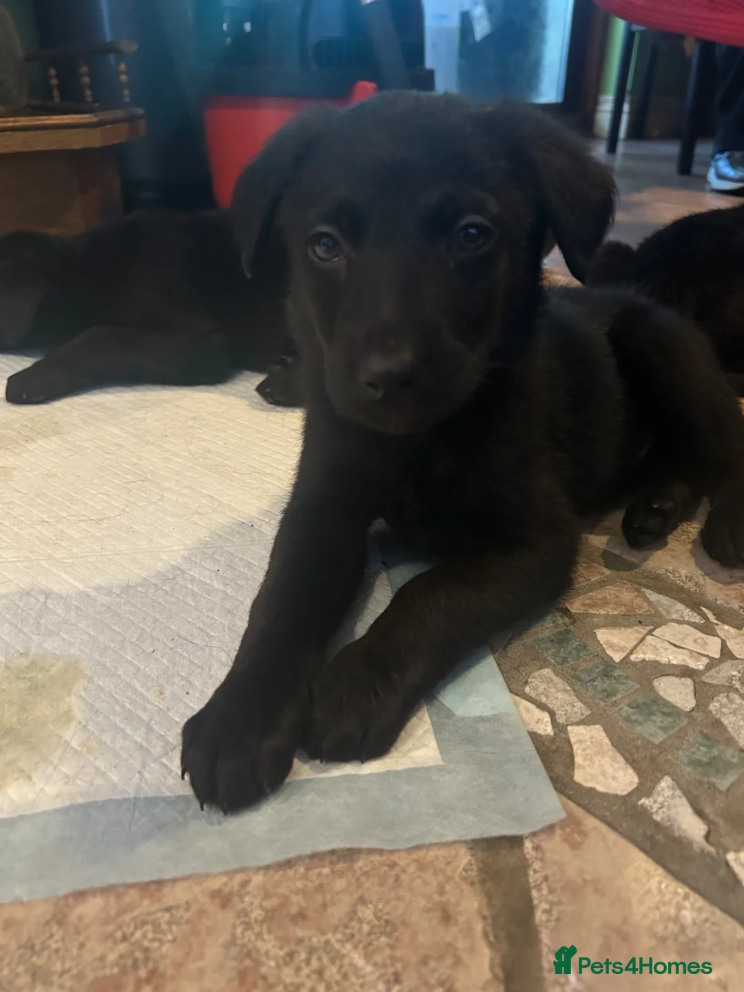 Mixed Breed dogs for sale: German Shepherd x Labrador puppies for sale 🐾 in Antrim - Advert 2