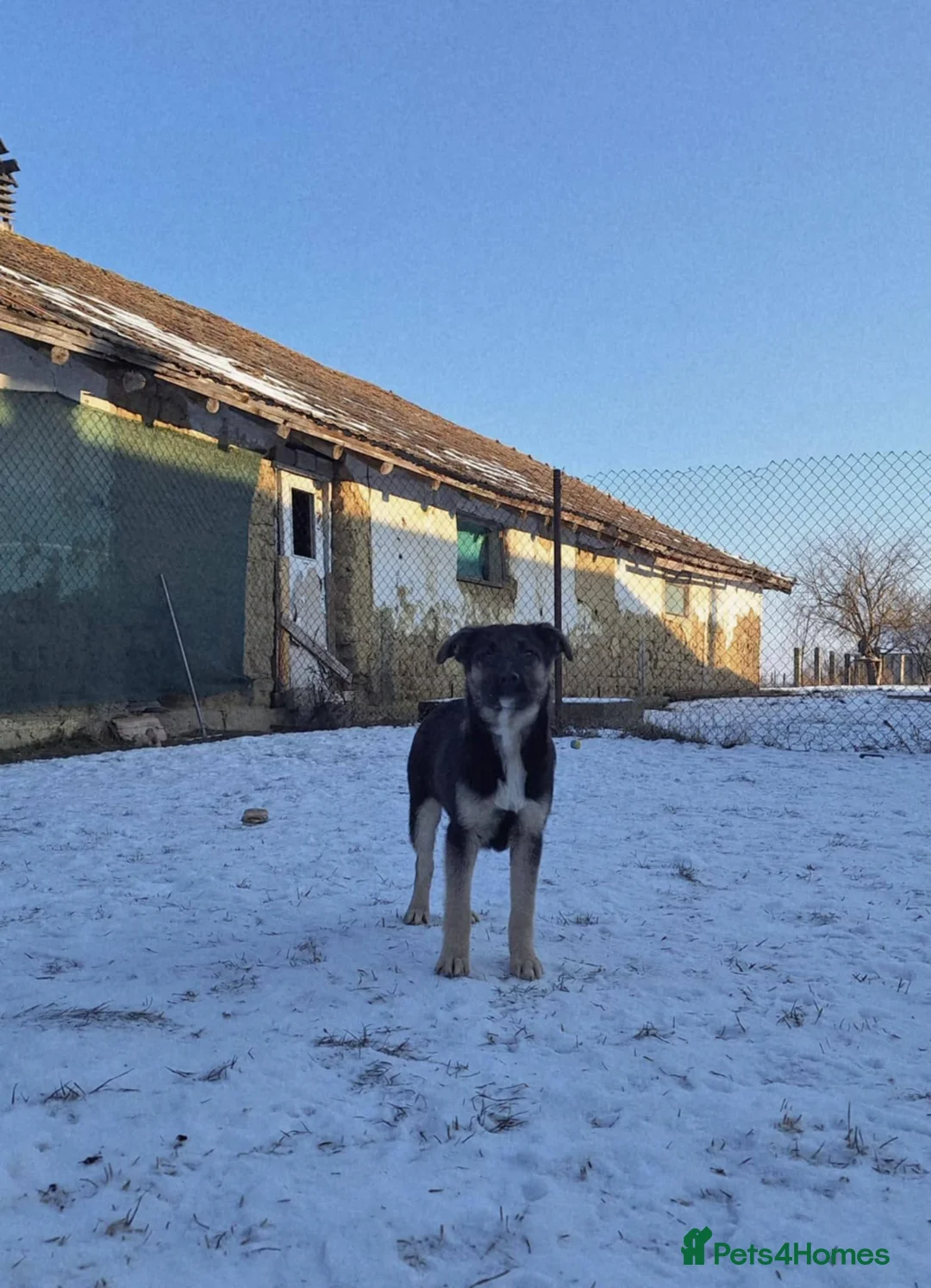 Mixed Breed dogs for adoption: Roquefort for adoption - Advert 9