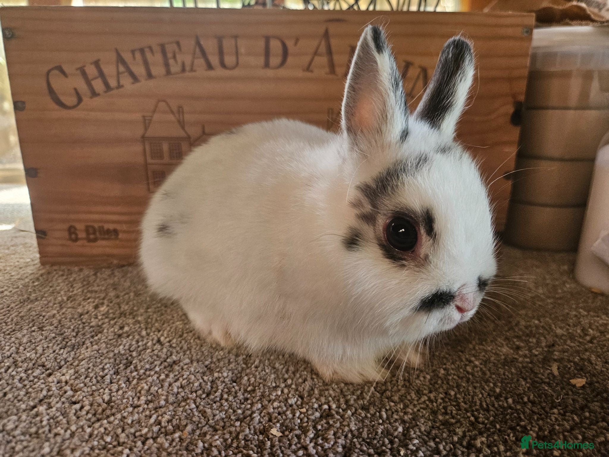 Netherland Dwarf rabbits Pu Black and White broken pattern Dwarf Buck - Advert 1
