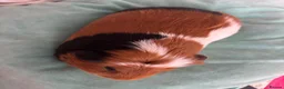 Guinea Pig rodents for sale: Male Guinea Pig Looking for Loving Home in Leigh-on-Sea - Advert 2