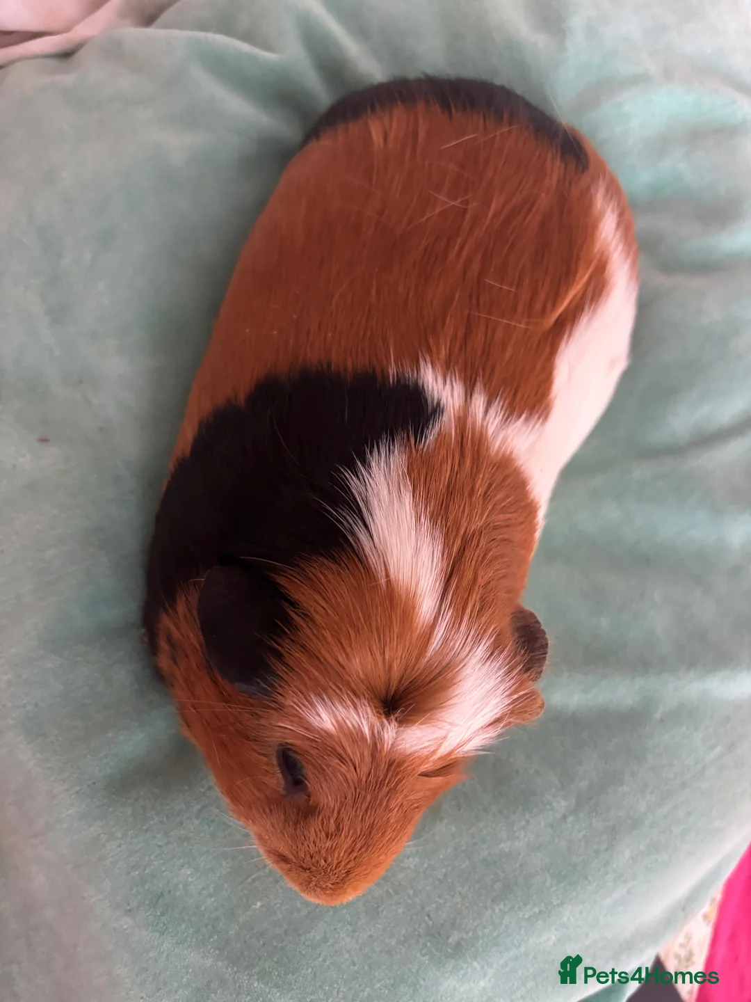 Guinea Pig rodents for sale: Male Guinea Pig Looking for Loving Home in Leigh-on-Sea - Advert 2
