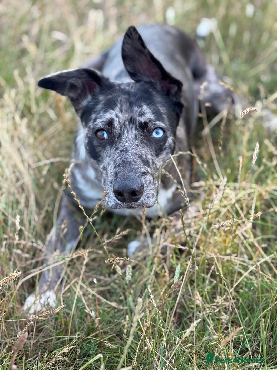 Lurcher dogs for stud: Collie x Whippet Stud  - Image 2